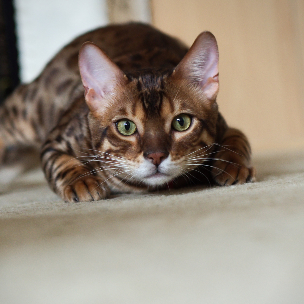 Бенгальский кот охотится