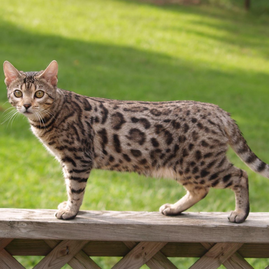 Бенгальский кот на заборе