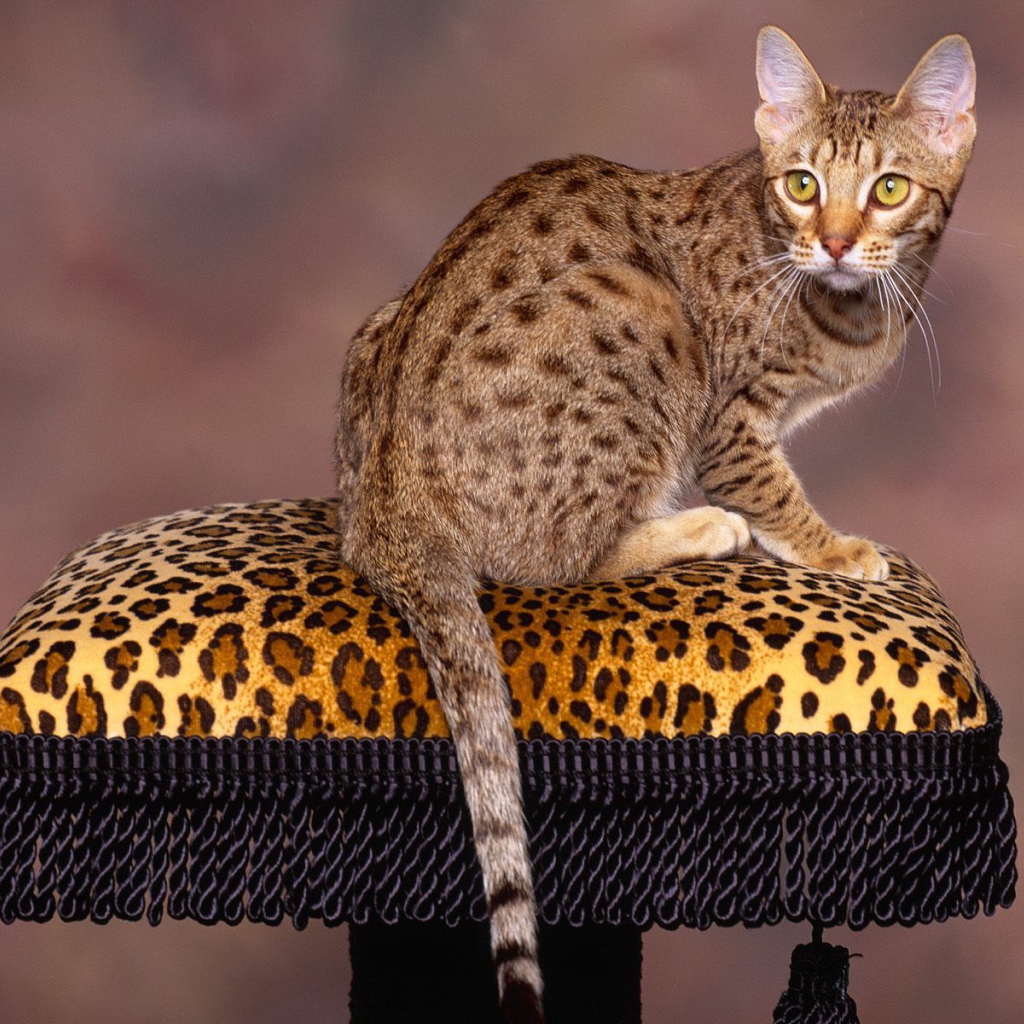 Бенгальский кот позирует