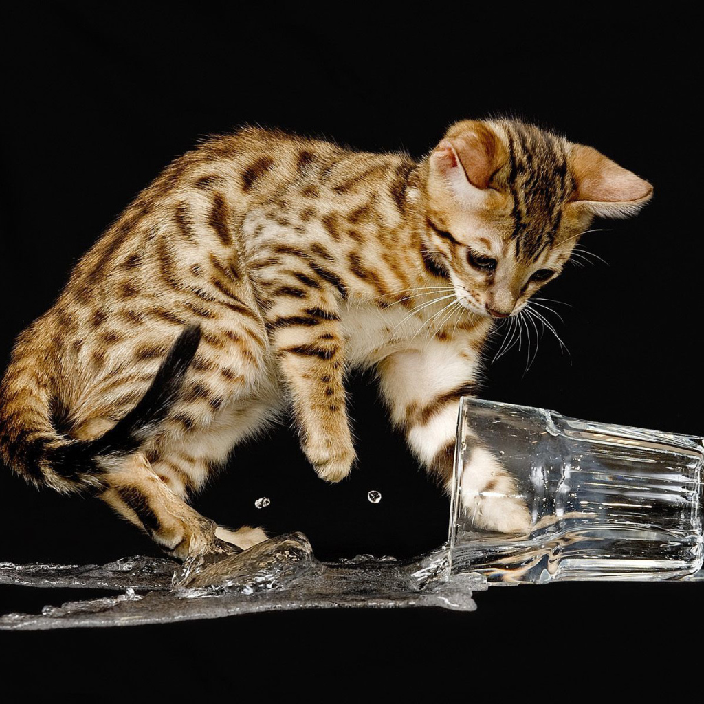 Бенгальский кот разлил воду