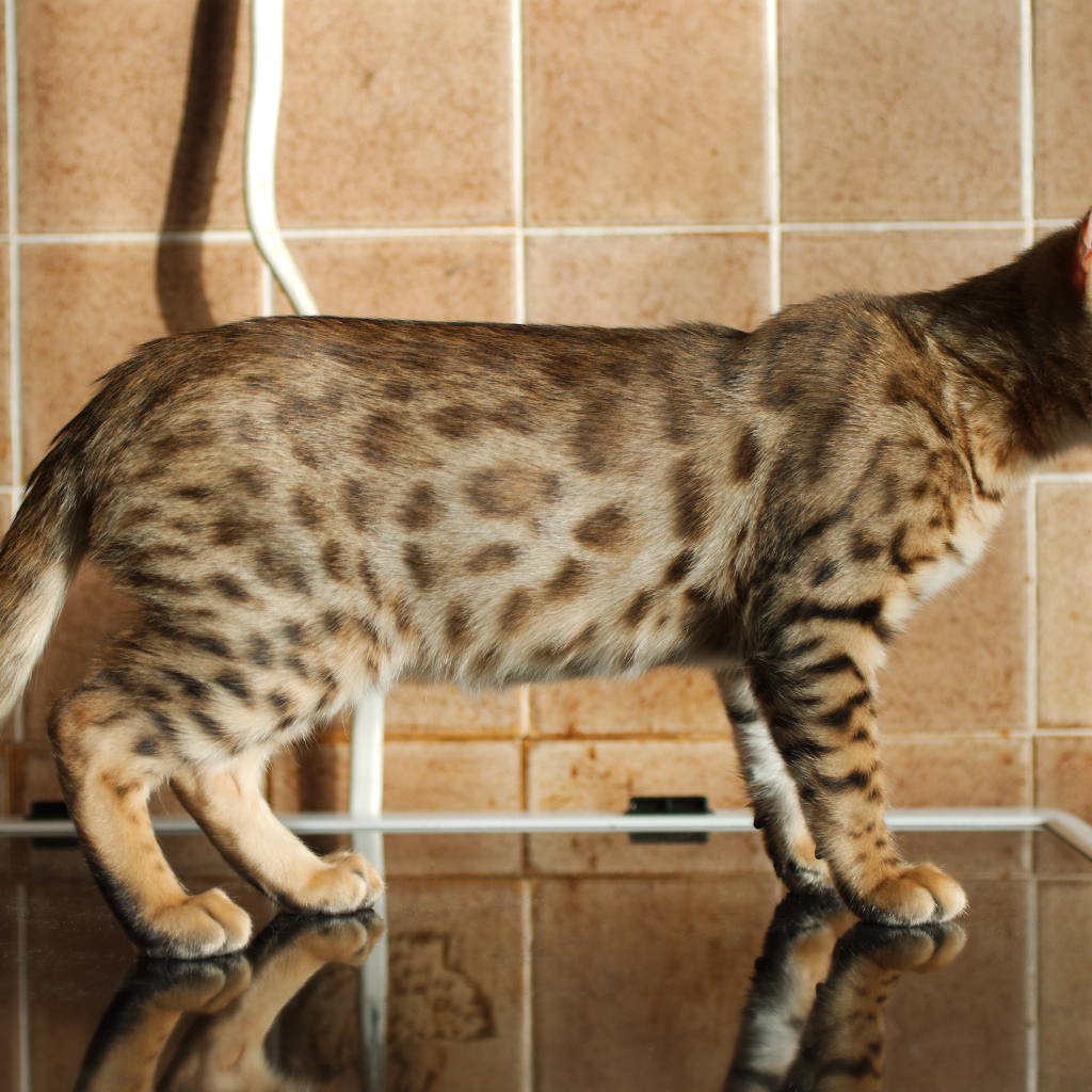 Бенгальский кот задумался