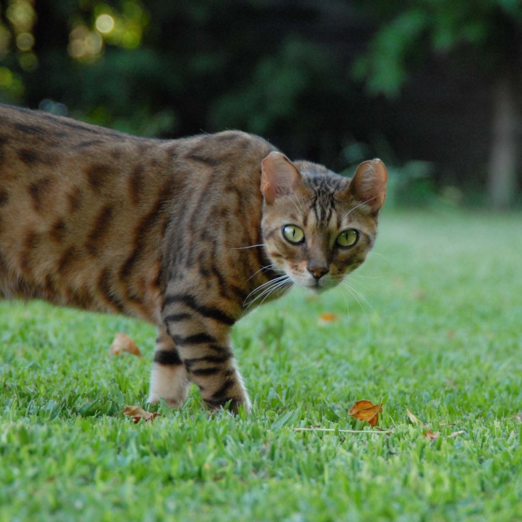 Бенгальский кот с диким взглядом