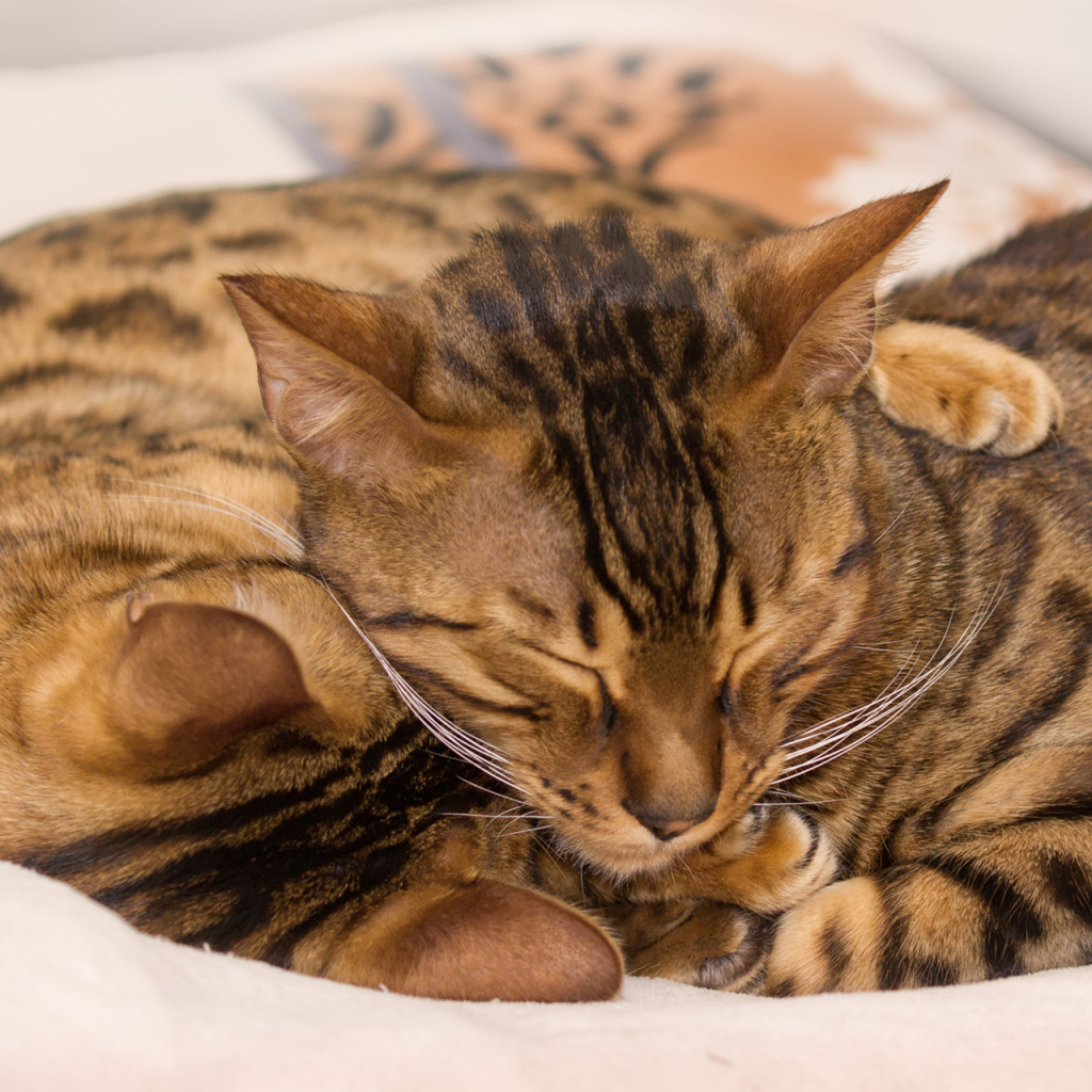 Бенгальские коты обнимаются