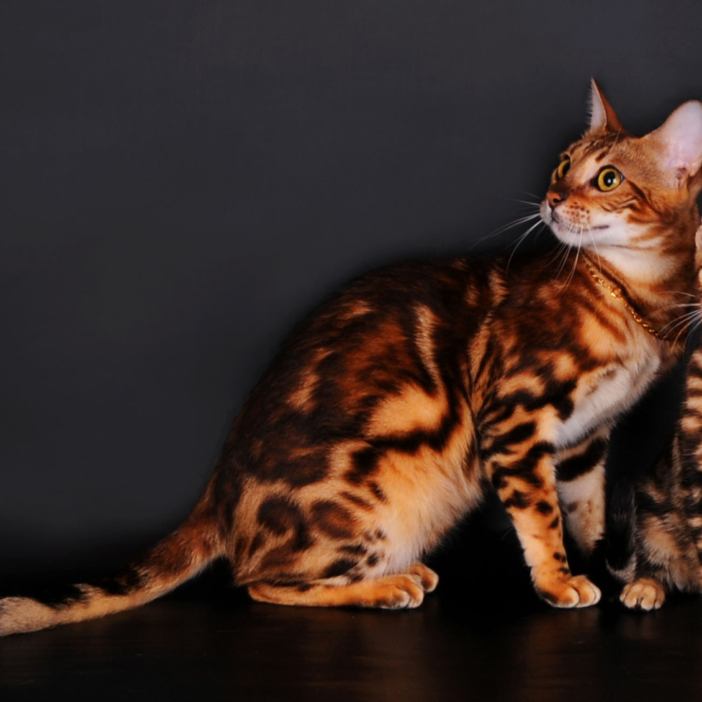 Bengal cats on a gray background