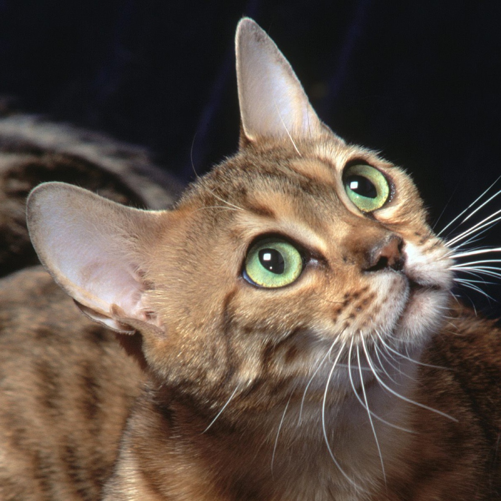 Бенгальский зеленоглазый кот что-то увидел