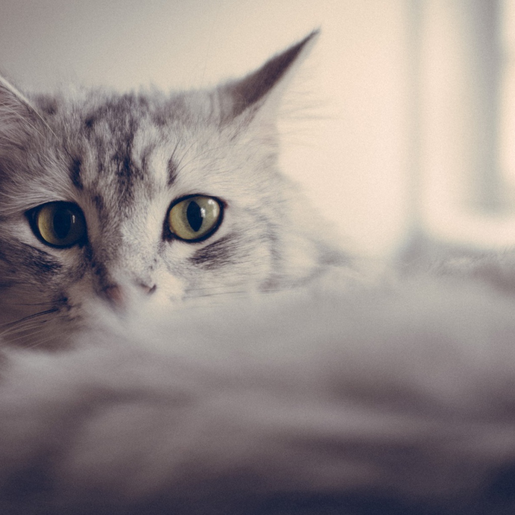 Большие глаза серого кота