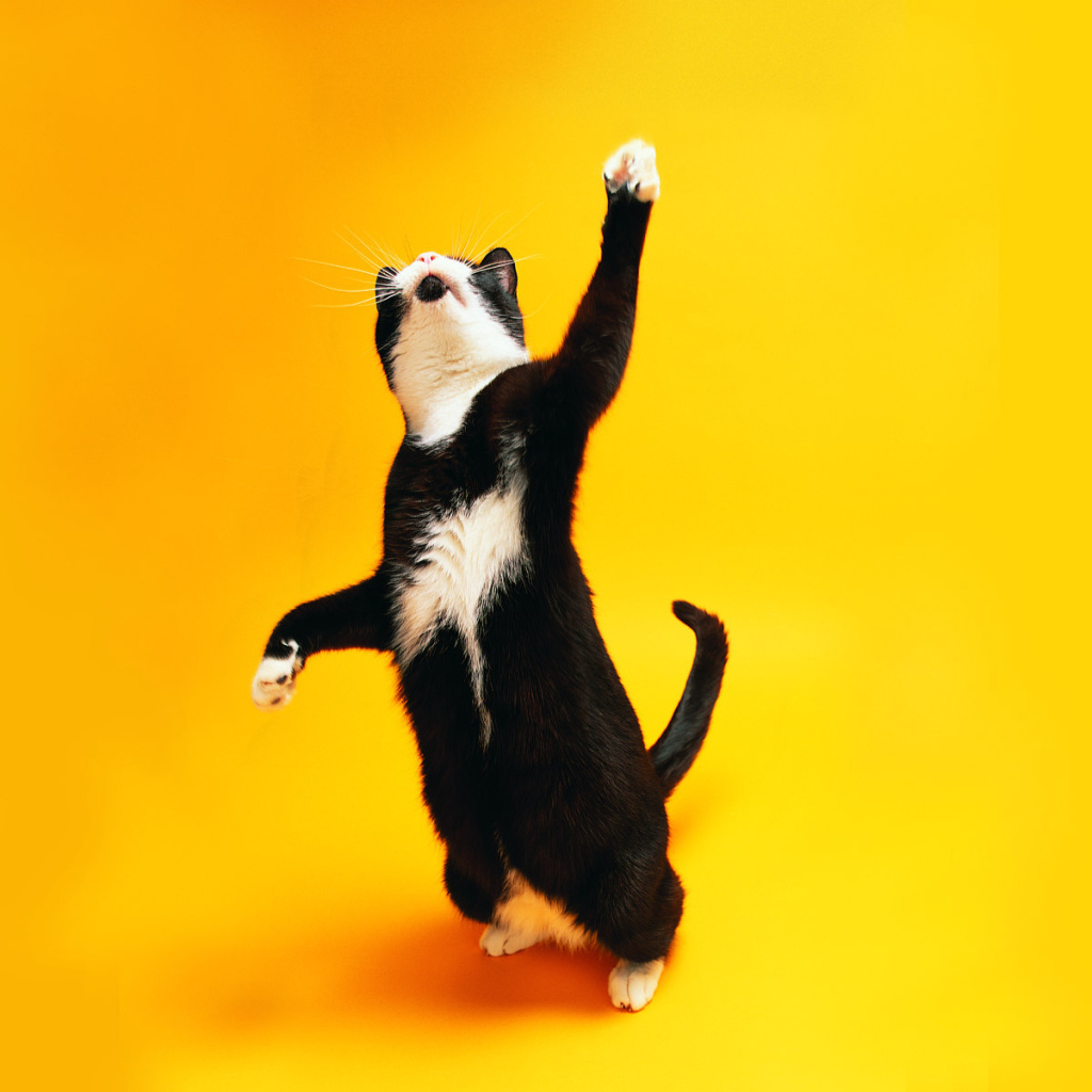 Чёрно-белый кот танцует