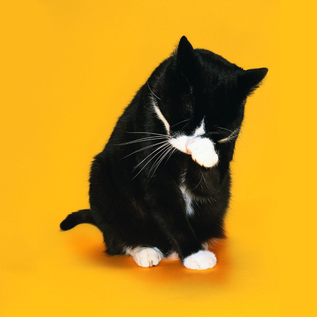 Чёрно-белый кот стыдится