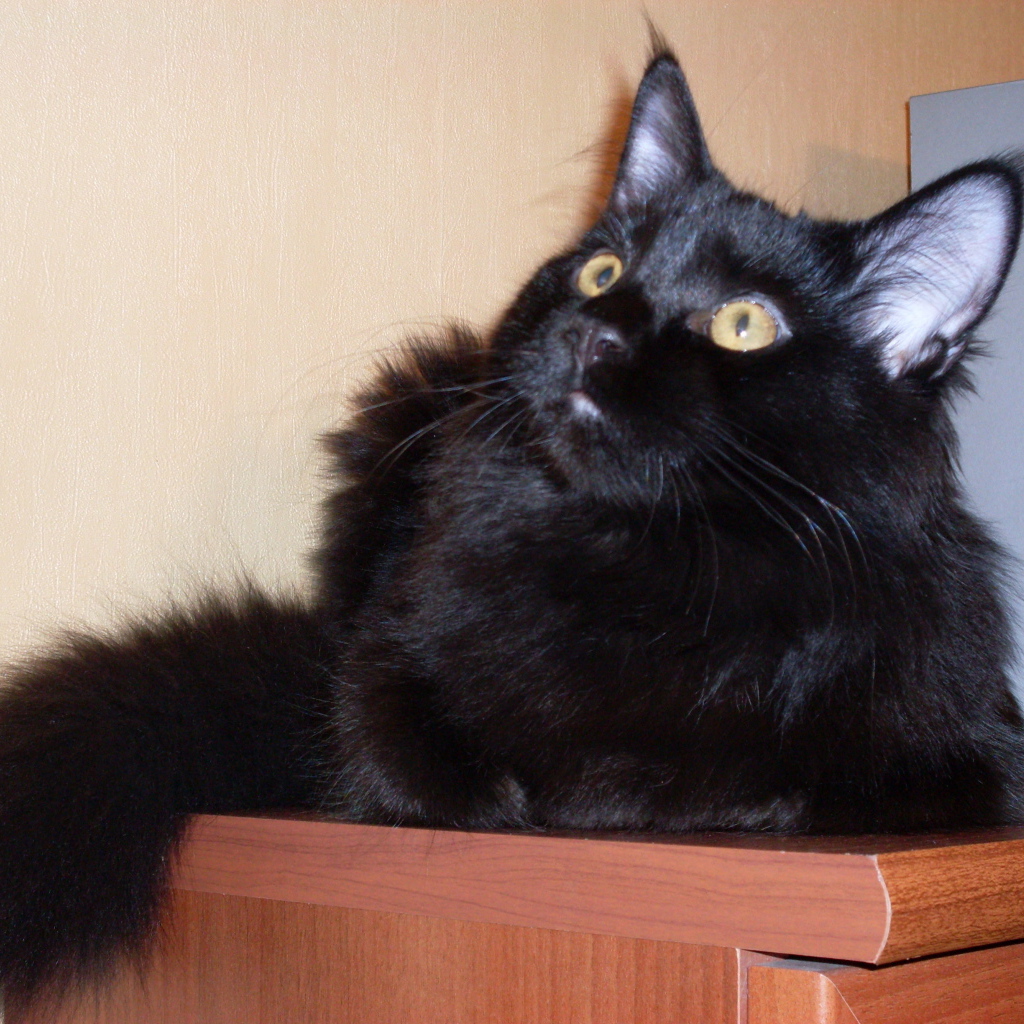 Чёрный кот мейн-кун кого-то увидел