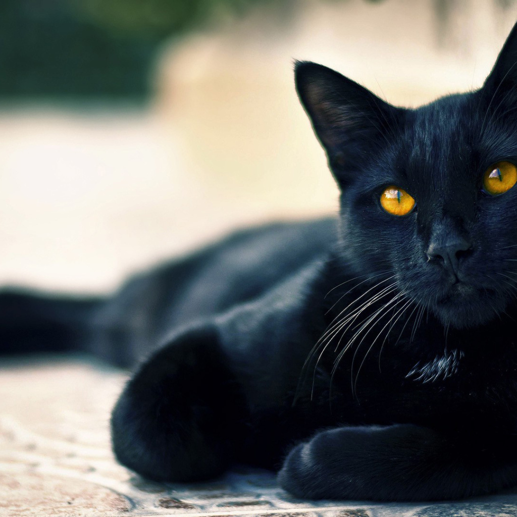 Черный кот пантера