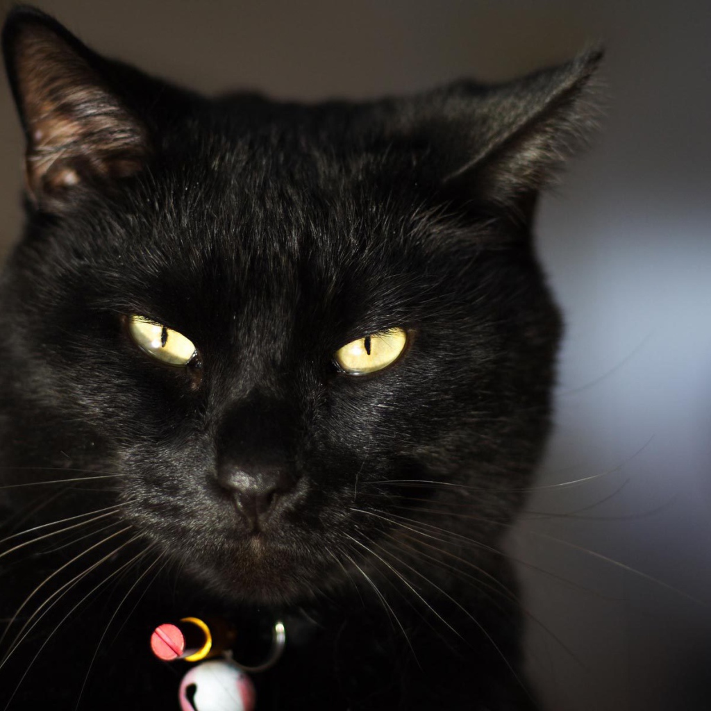 Чёрный кот чем-то недоволен