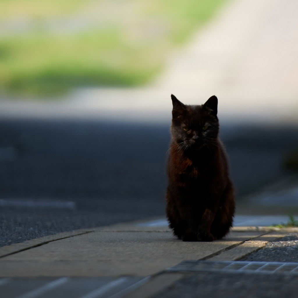 Чёрный кот гипнотизирует фотографа