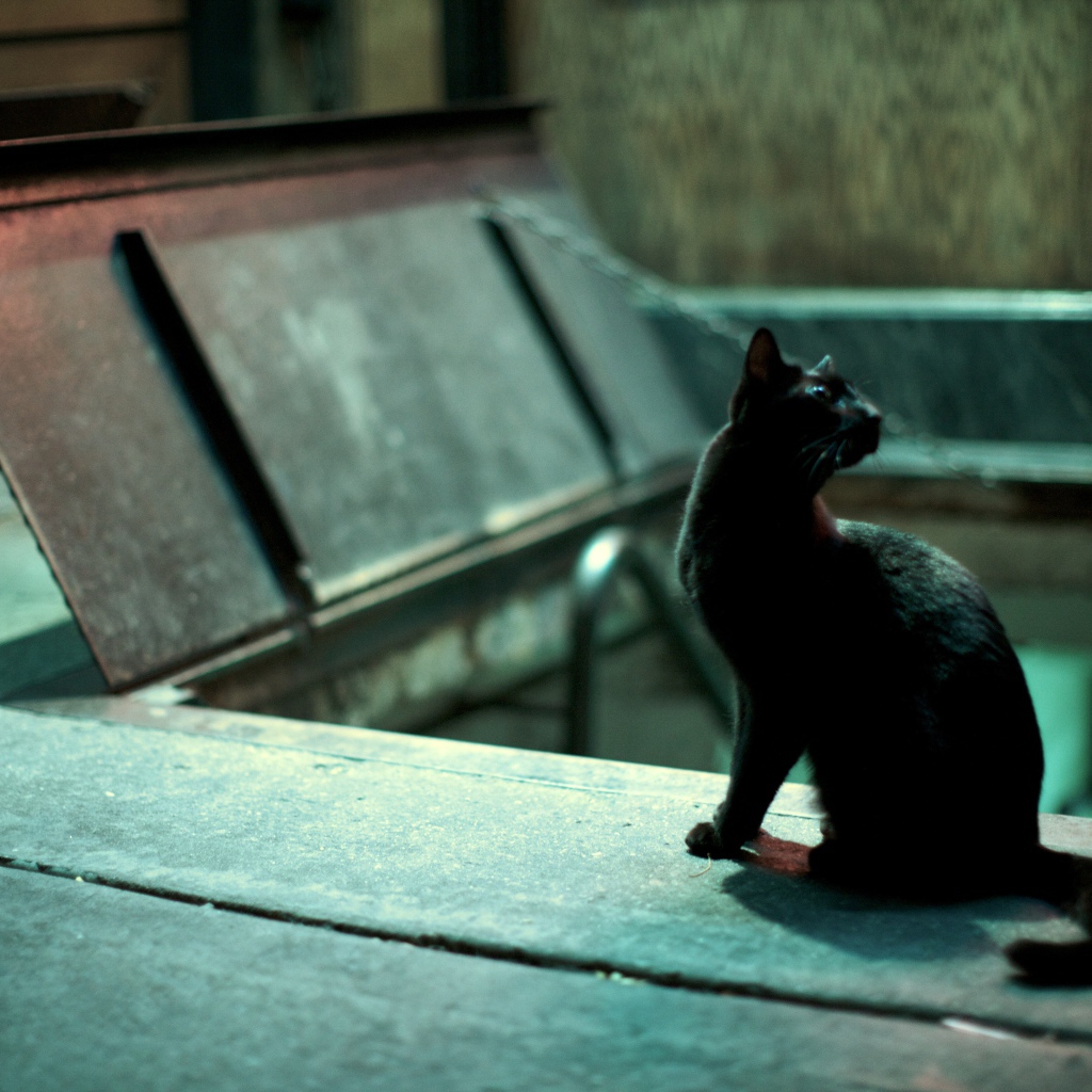 Чёрный кот кого-то увидел