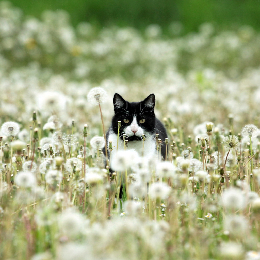 Чёрно-белый кот в одуванчиках