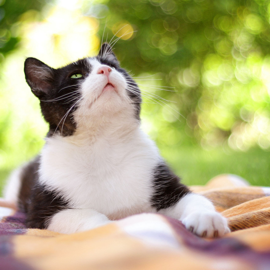 Чёрно-белый кот на природе