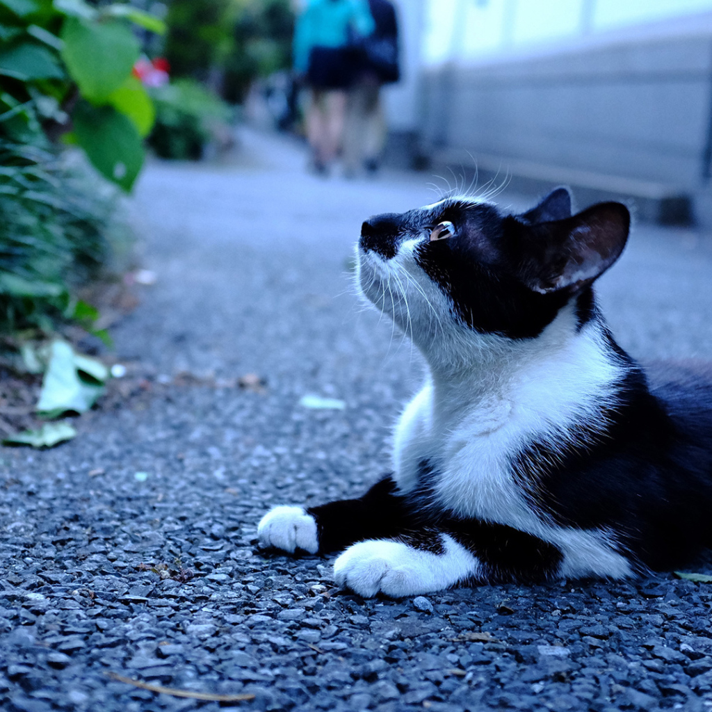 Чёрно-белый кот с интересным взглядом