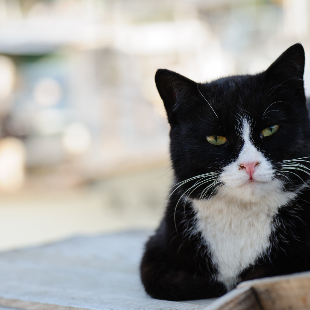 Черно-белый кот с зелёными глазами