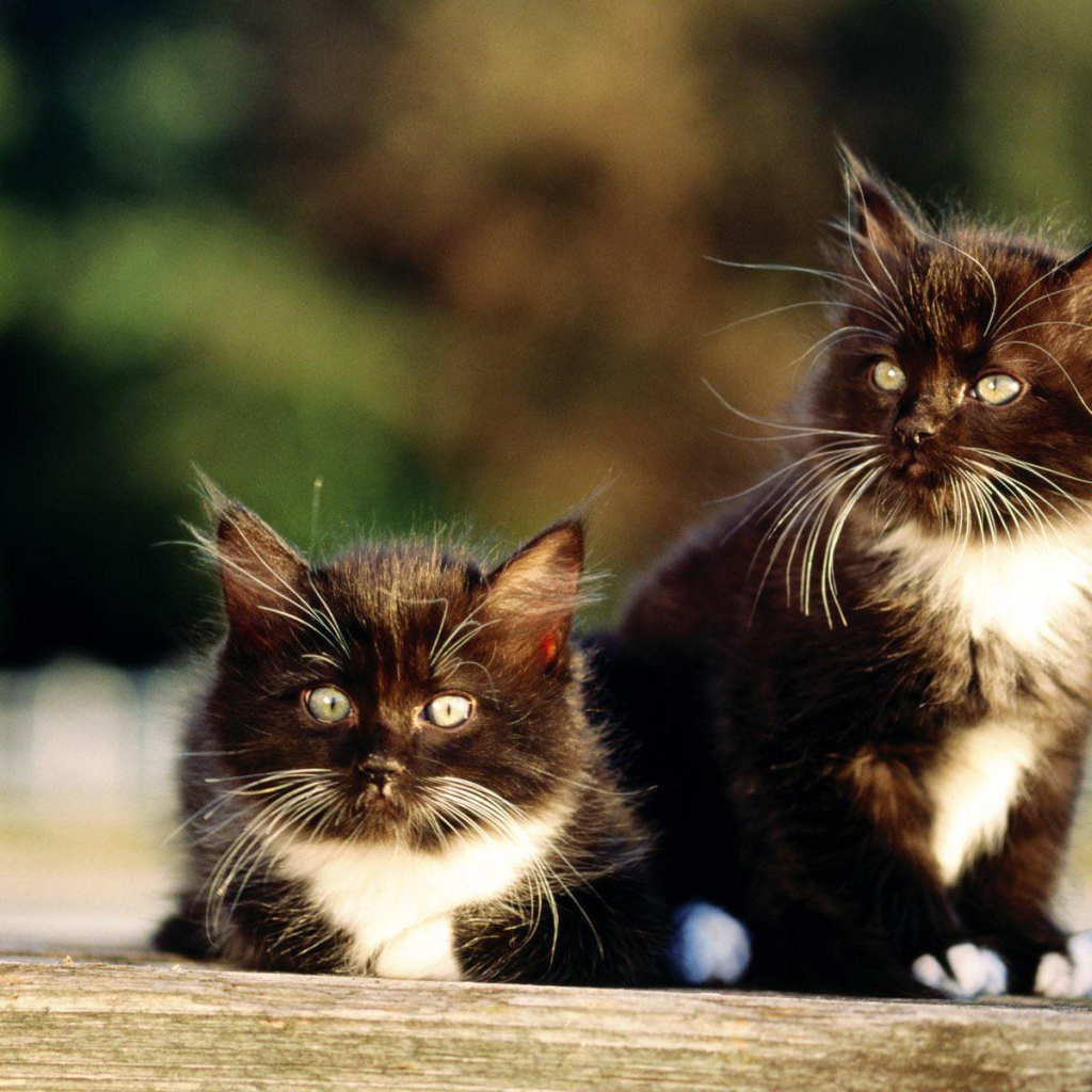 Чёрно-белые пушистые братья коты