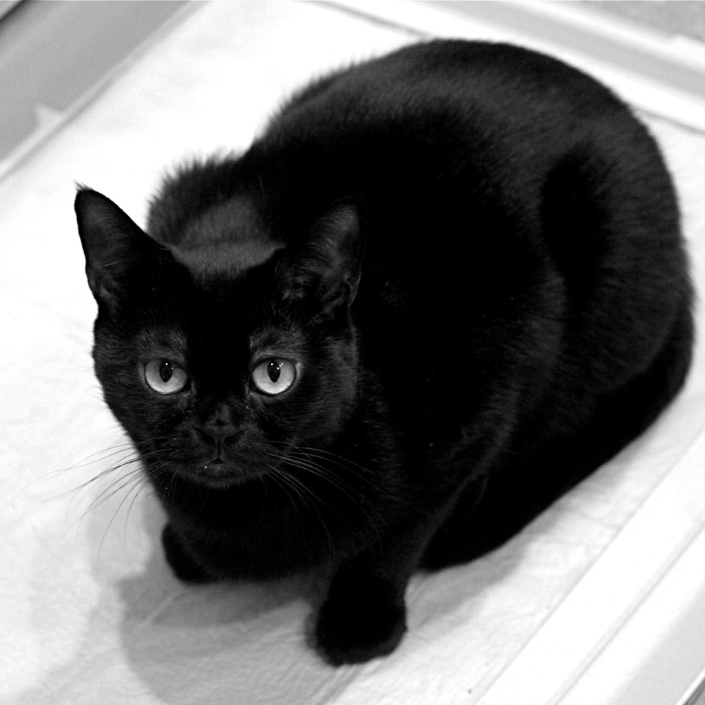 Чёрный кот смотрит на фотографа