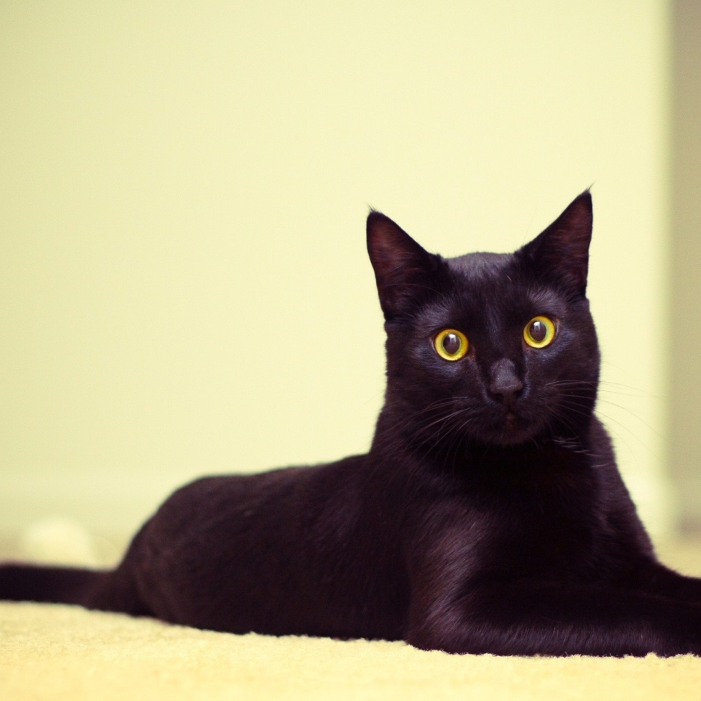 Чёрный кот лежит на коврике