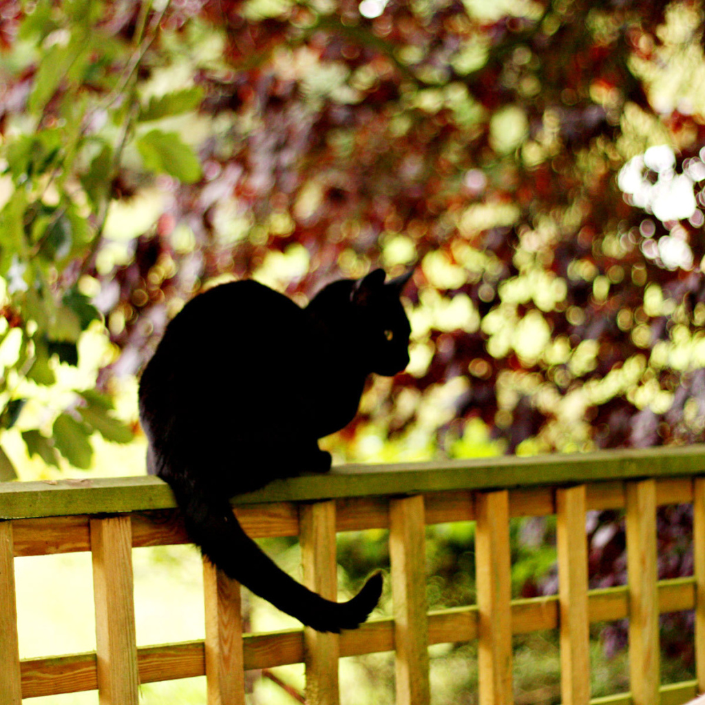 Чёрный кот на заборе
