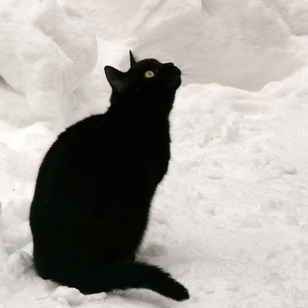 Чёрный кот на снегу смотрит вверх