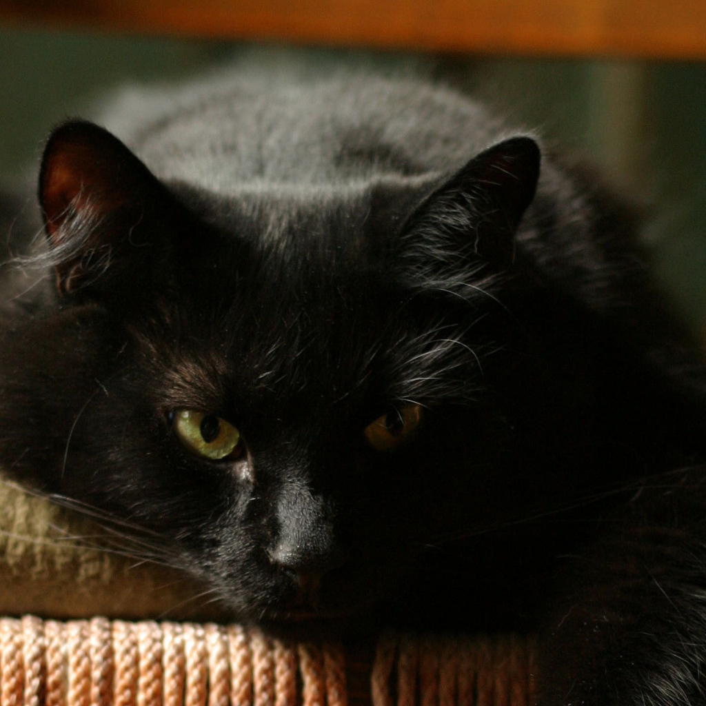 Чёрный кот отдыхает