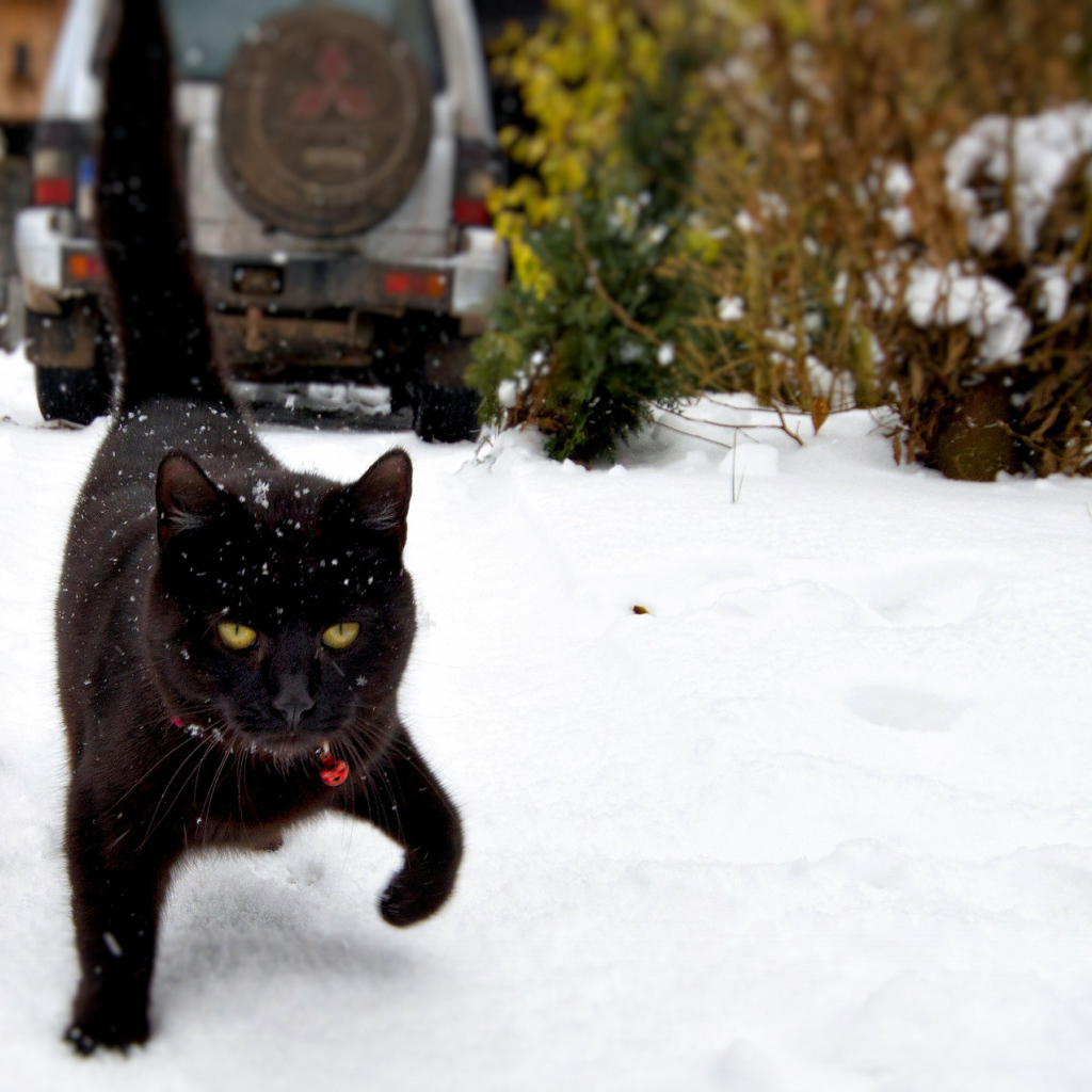 Чёрный кот шагает по снегу