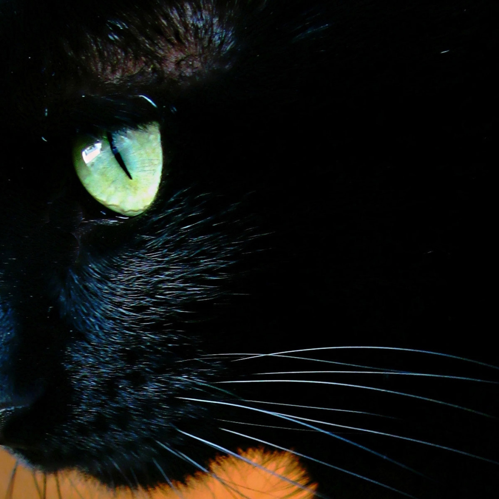 Чёрный кот с зелёными глазами крупным планом