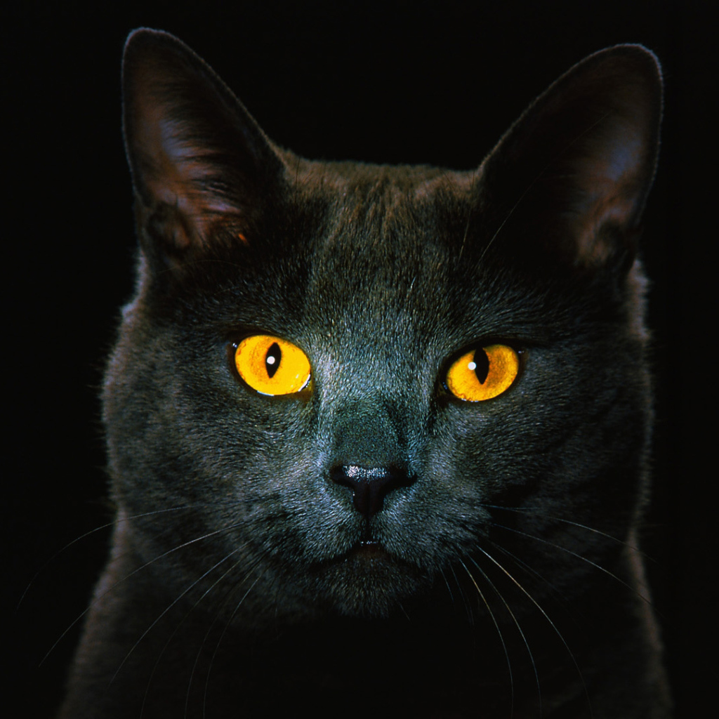 Black cat with red eyes