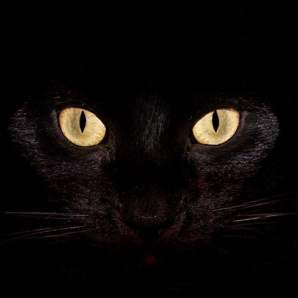 Black cat with yellow eyes on black background
