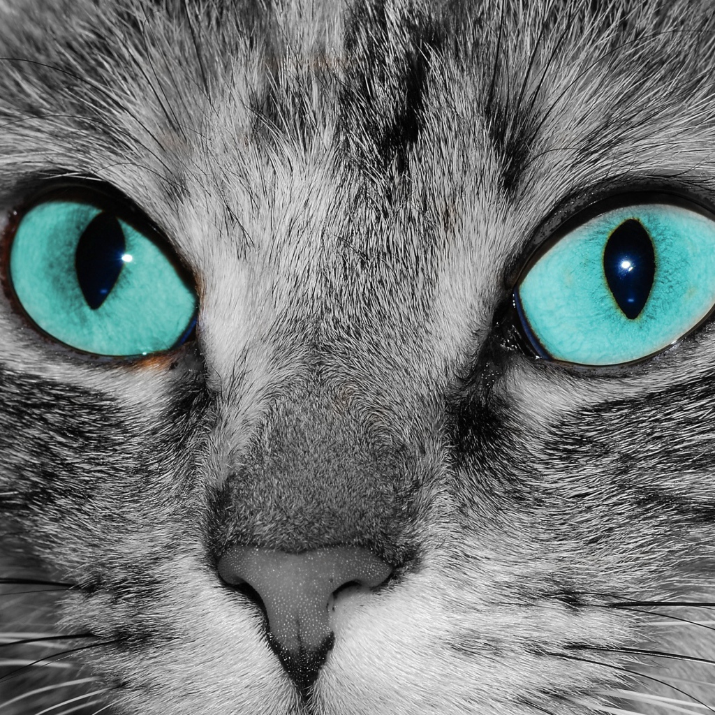 Голубоглазый кот