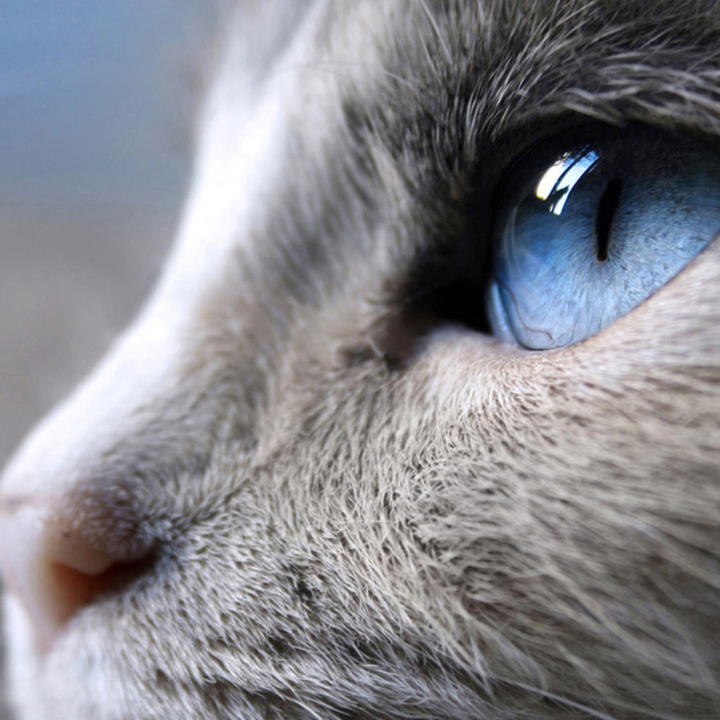 Синий кошачий глаз
