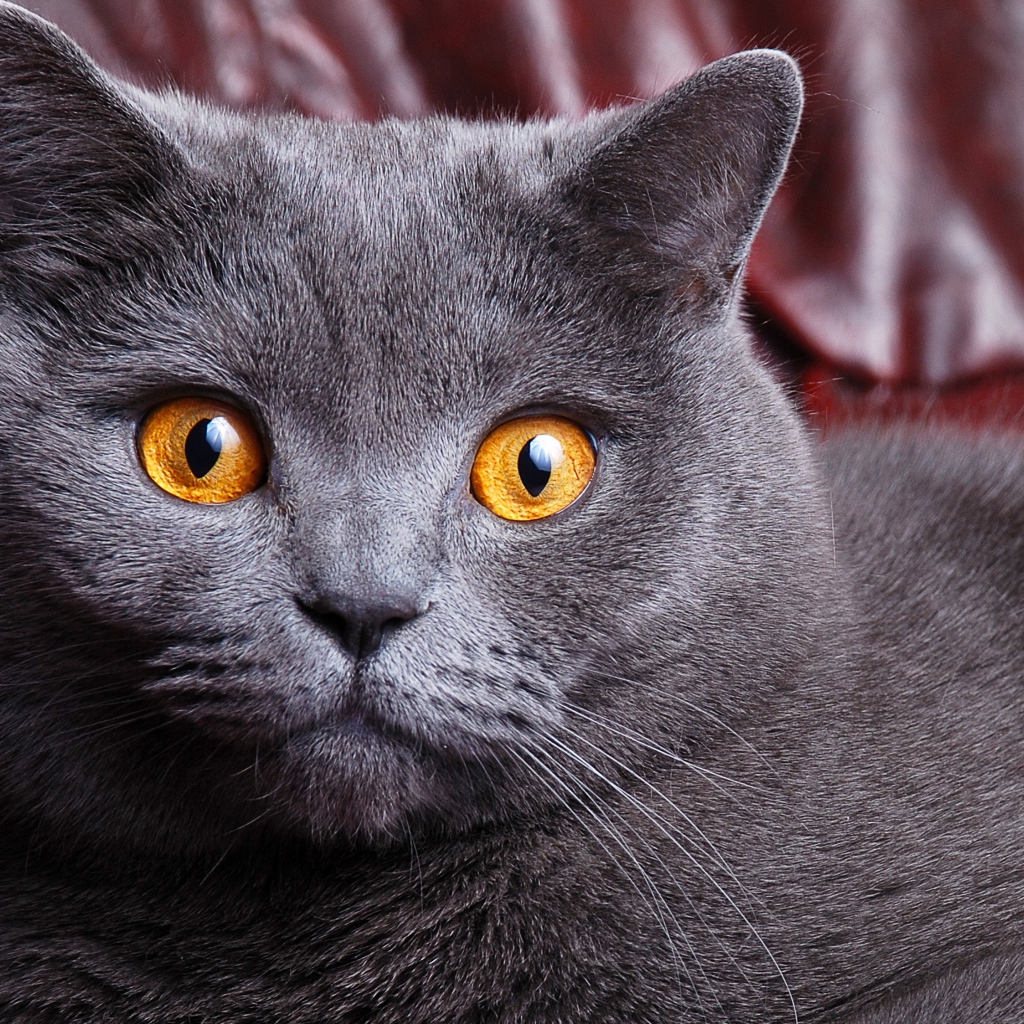 Короткошёрстный британский кот