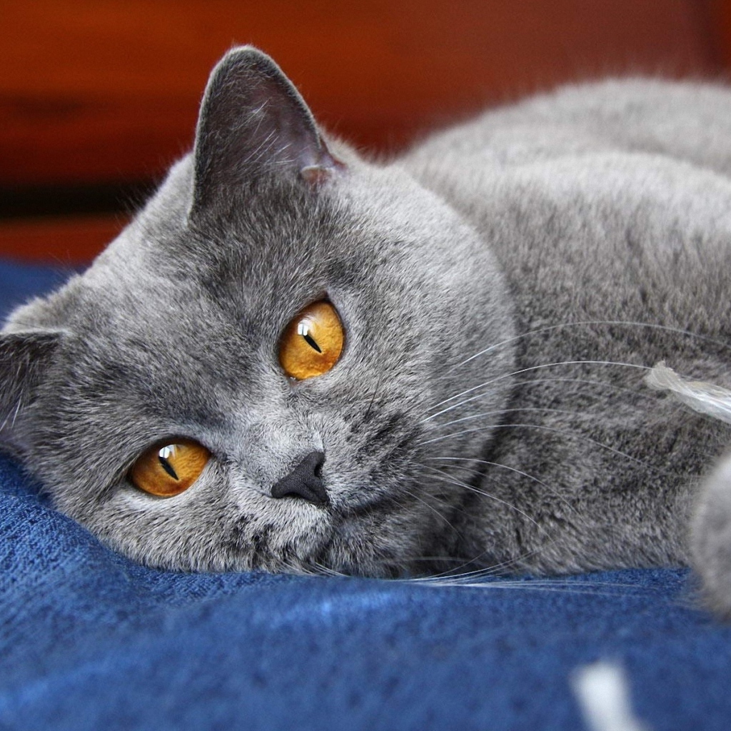 Британский кот скучает