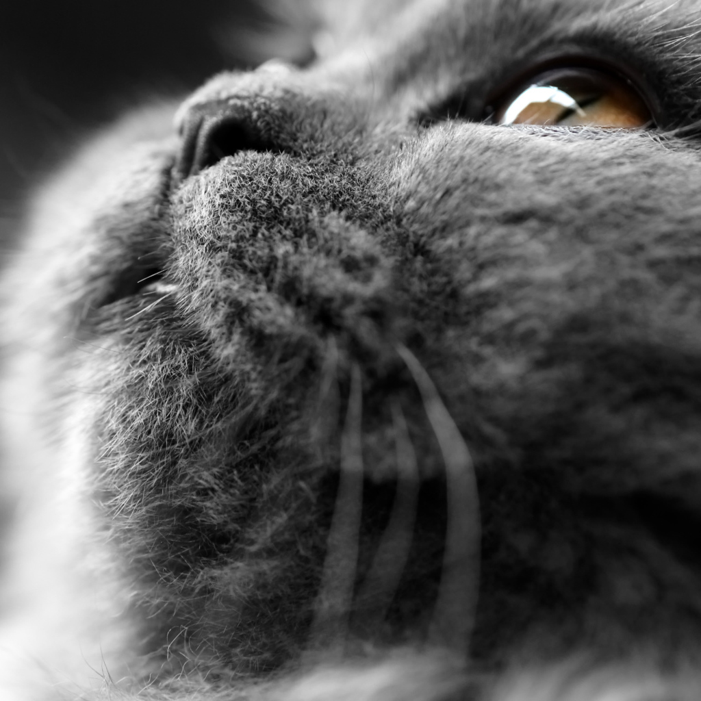 Британский кот крупным планом