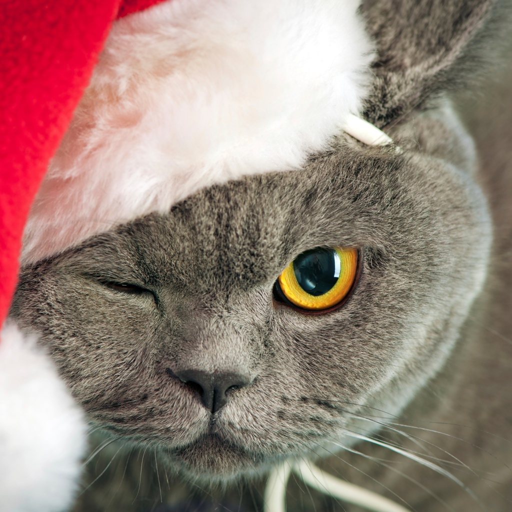 British cat in a Christmas hat winking