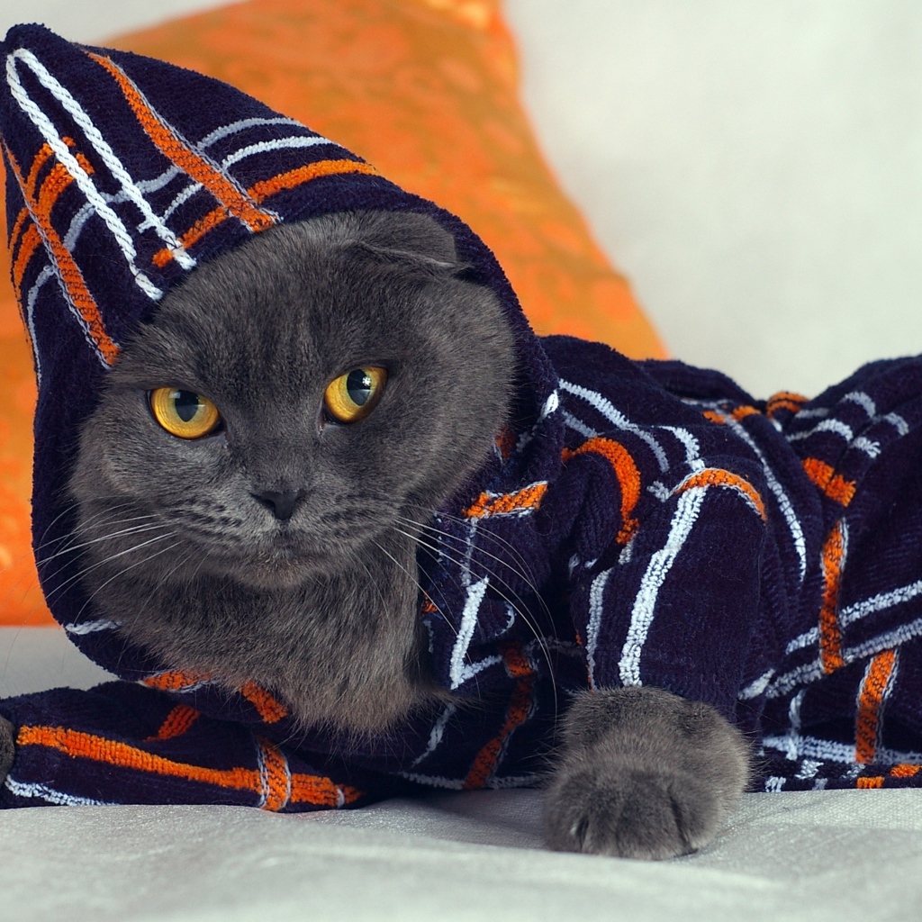 Британский кот в наряде