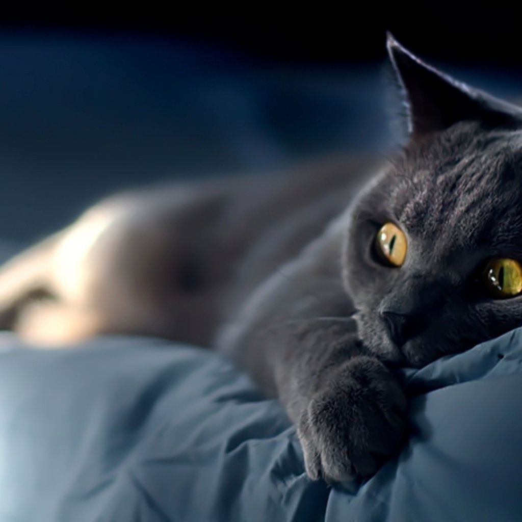 Британский кот испуганный