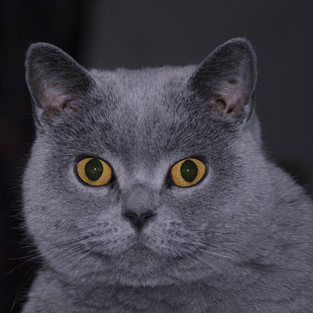 Британский кот смотрит в кадр