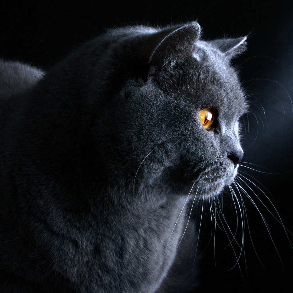 Британский кот на тёмном фоне