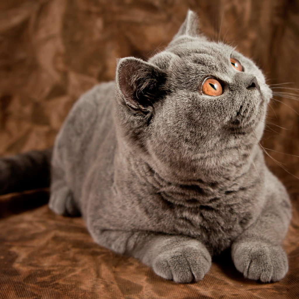 Британский кот засмотрелся