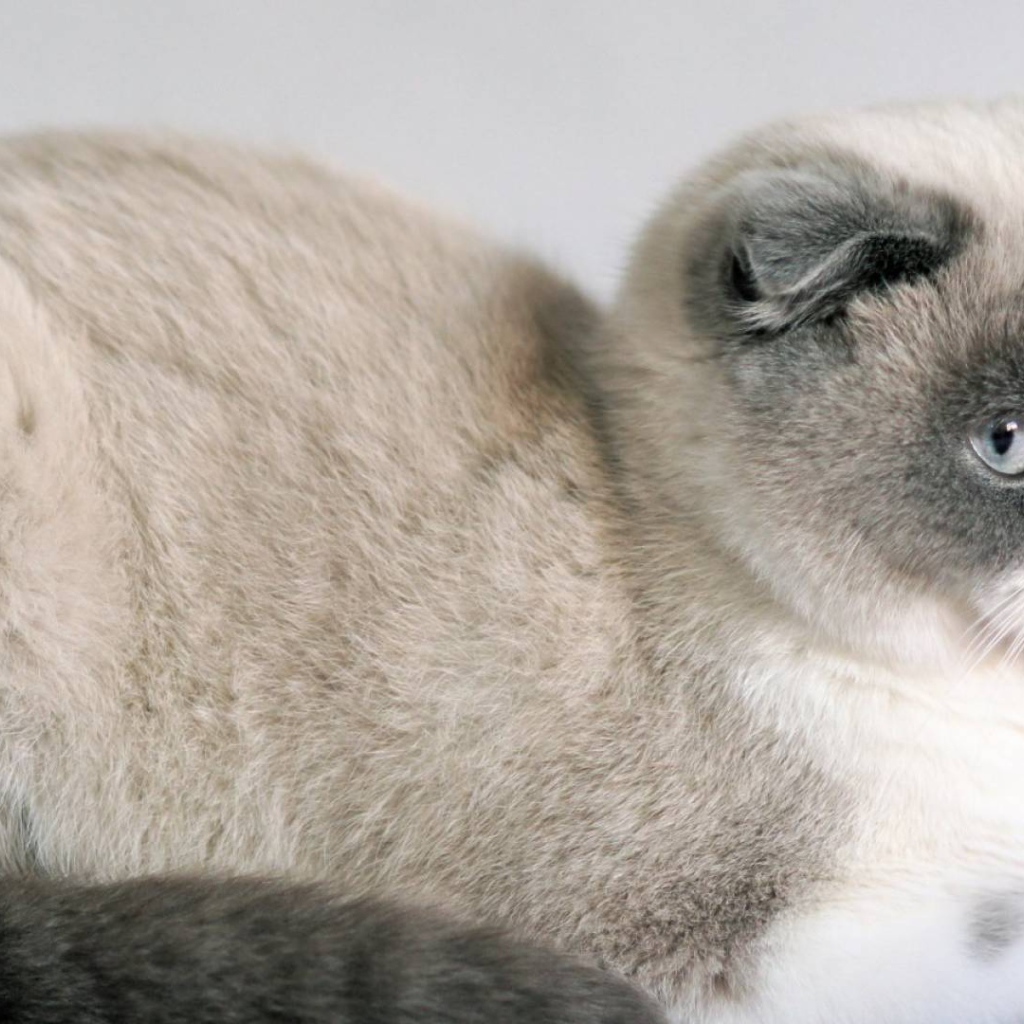 Спокойный шотландский вислоухий кот