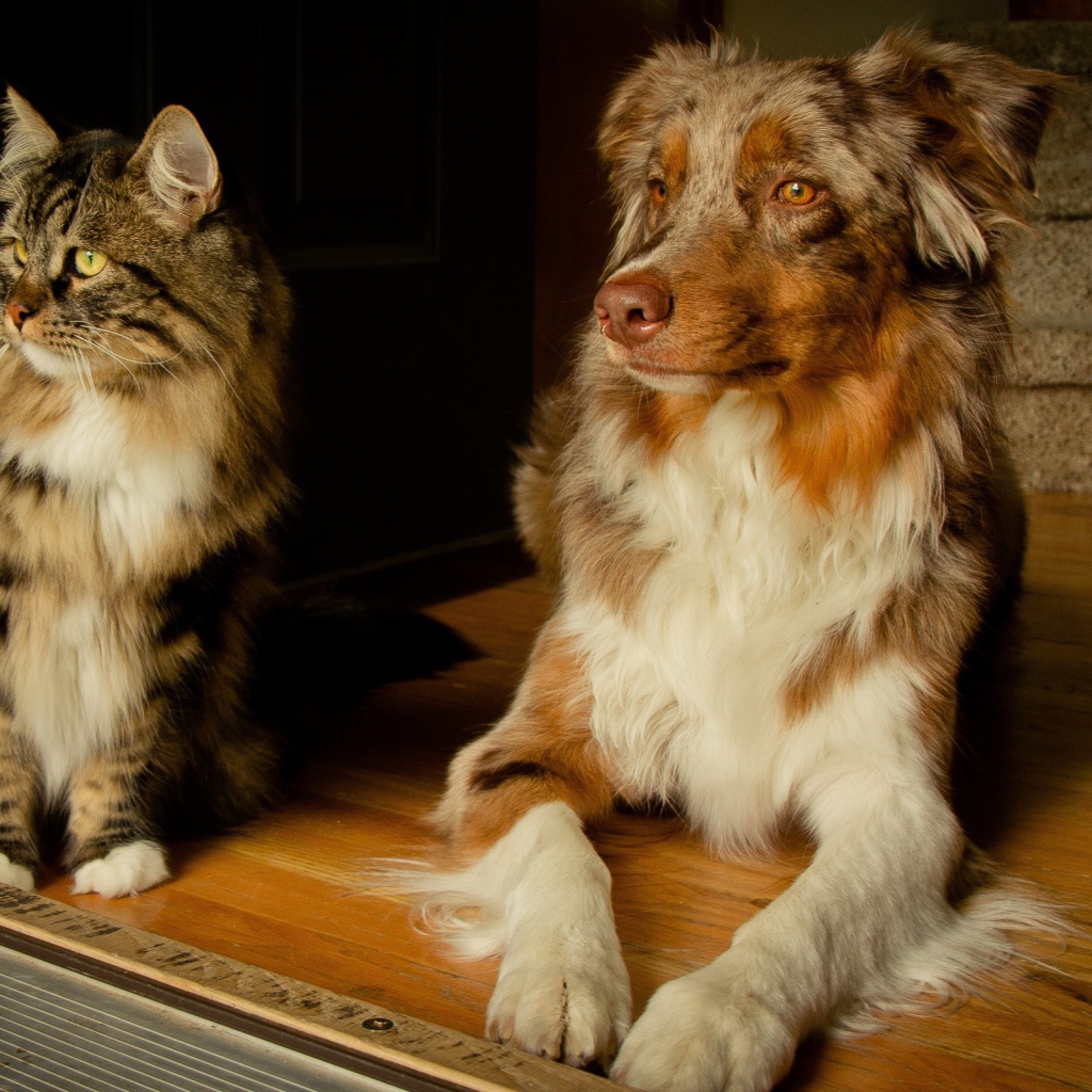 Кошка и собака друзья