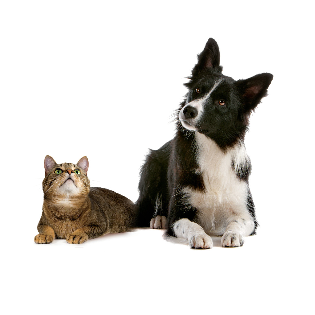 Кот и пёс на кого-то смотрят