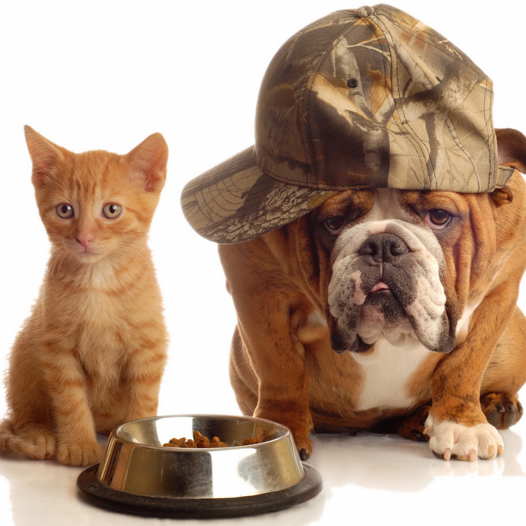 Кот и пёс делят еду