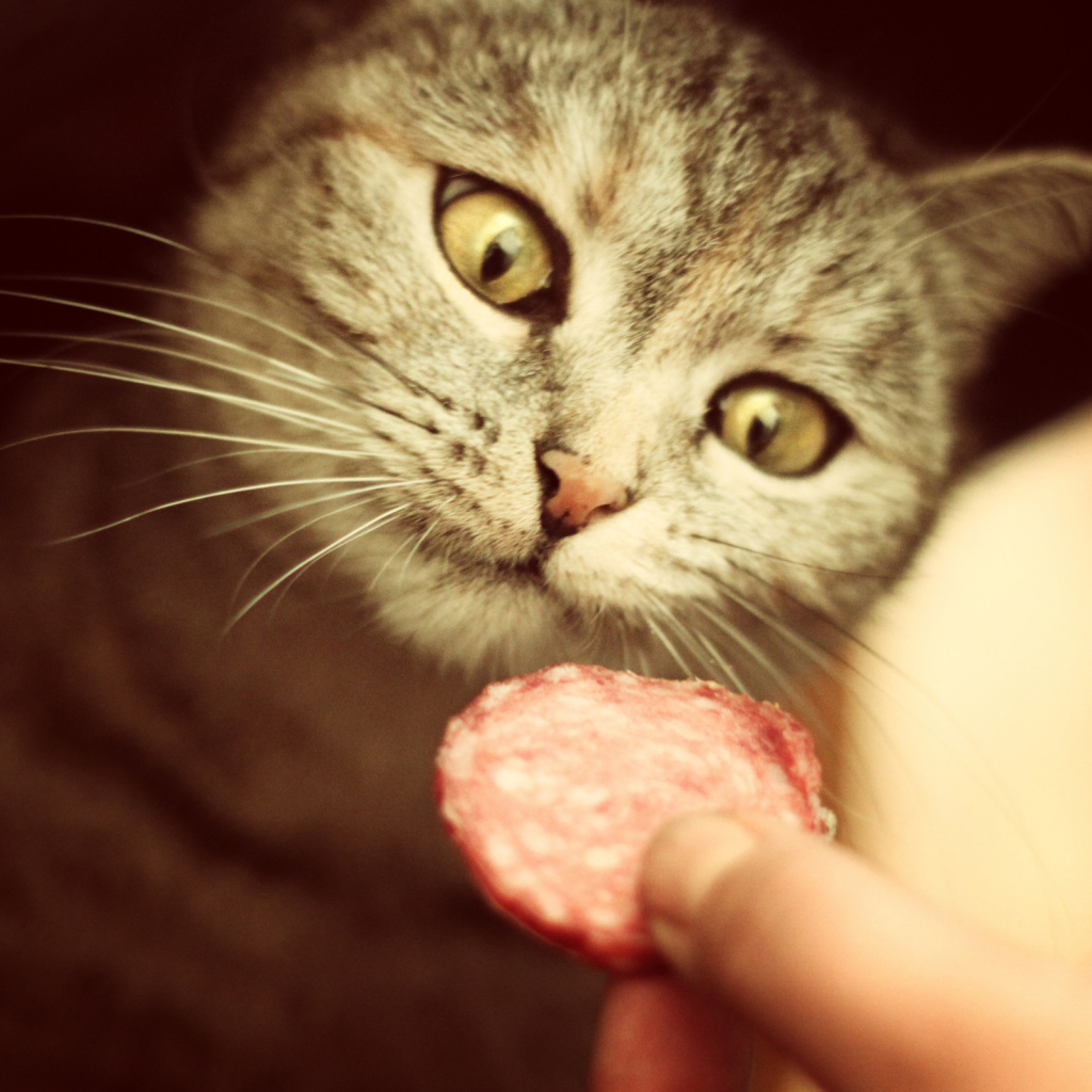 Кот и вкусная колбаса