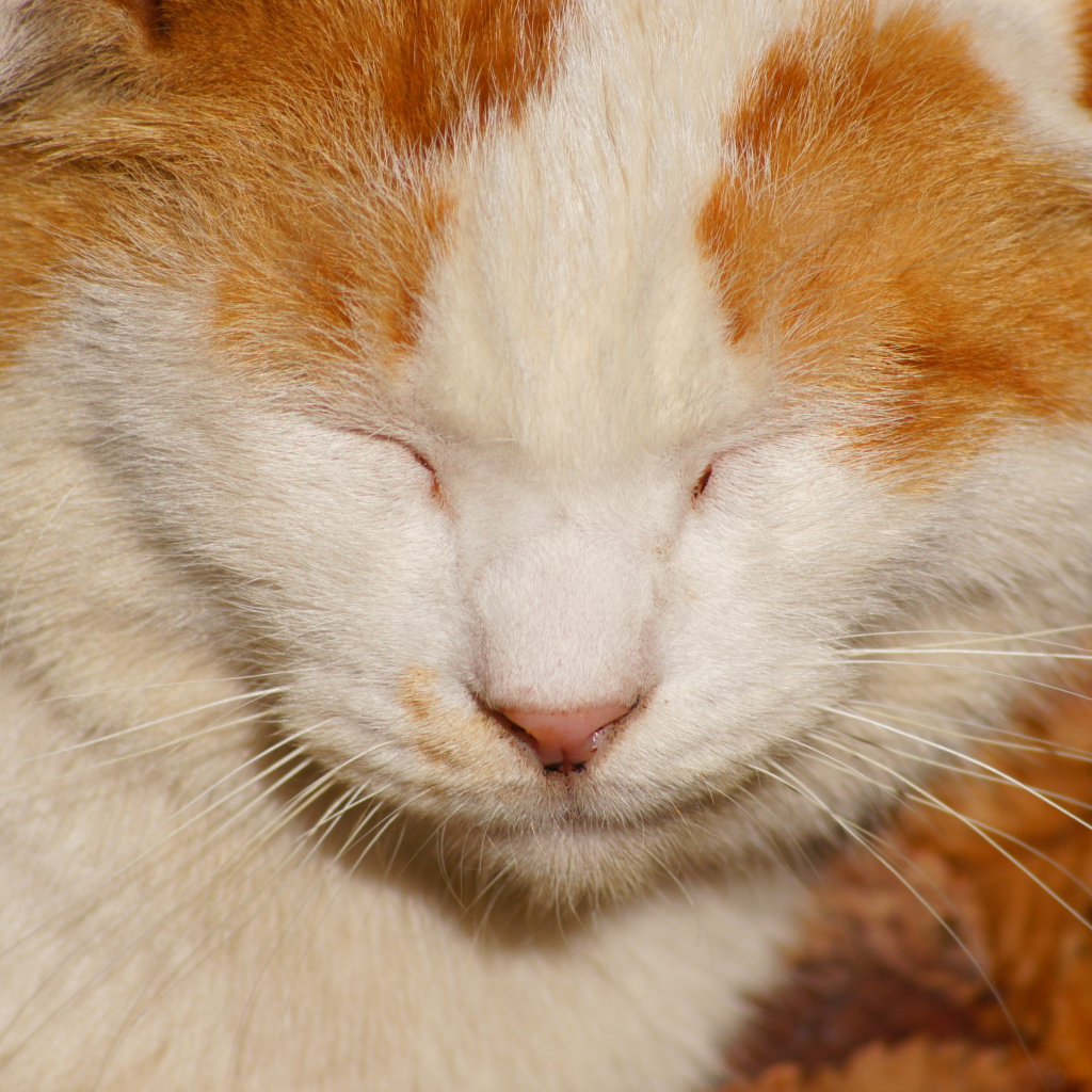 Рыжий кот жмурится