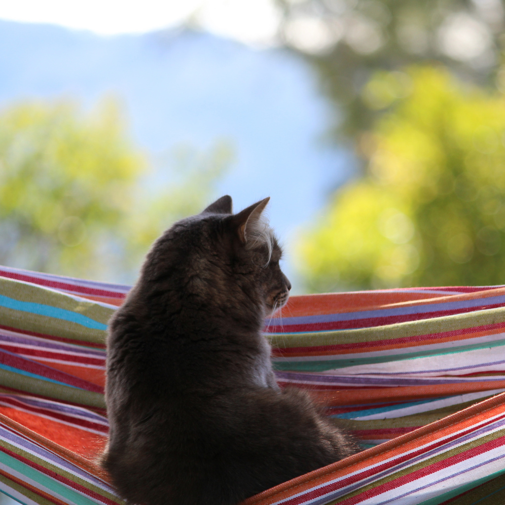 Кот мечтает в гамаке