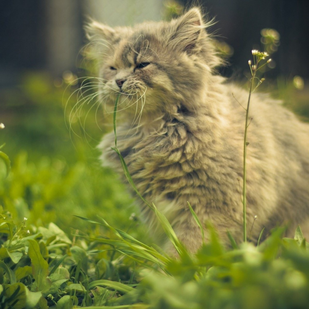 Кошка ест цветы